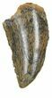 Serrated, Raptor Tooth - Morocco #55788-1